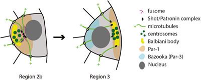 Polarity Events in the Drosophila melanogaster Oocyte